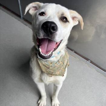 Labrador Retriever Dogs Available for Adoption in Wilmington, Delaware - Burrel | PetCurious