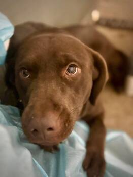 Labrador Retriever Dogs Available for Adoption in Broomfield, Colorado - Coppeltron / Lindor | PetCurious