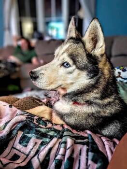 Harry -  Husky Dog for Adoption in Manhattan, Kansas - Harry | PetCurious
