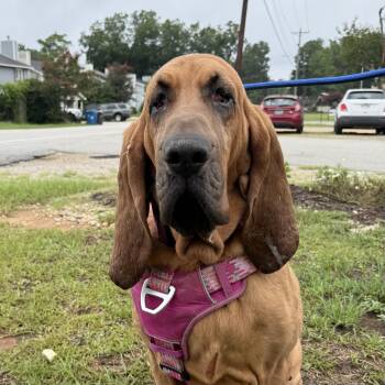 Kali -  Bloodhound Dog for Adoption in Columbia, South Carolina - Kali | PetCurious
