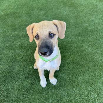 Slim Jim -  Chihuahua Dog for Adoption in Las Vegas, Nevada - Slim Jim | PetCurious