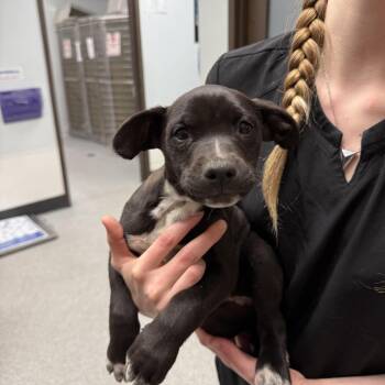Black Labrador Retriever and Border Collie Dogs Available for Adoption in Durango, Colorado - Juno | PetCurious