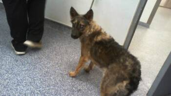 A1269678 -  German Shepherd Dog Dog for Adoption in Charlotte, North Carolina - A1269678 | PetCurious
