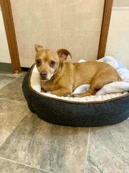 Chihuahua and Dachshund Dogs Available for Adoption in Winter Garden, Florida - Cullen | PetCurious