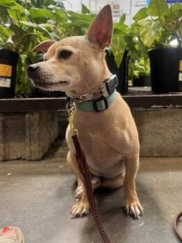 Macho -  Chihuahua Dog for Adoption in Glen Allen, Virginia - Macho | PetCurious