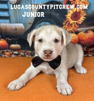 Junior -  Husky and Labrador Retriever Dog for Adoption in Toledo, Ohio - Junior | PetCurious