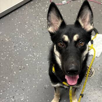 Squiggle -  Mixed Breed Dog for Adoption in Columbiana, Alabama - Squiggle | PetCurious