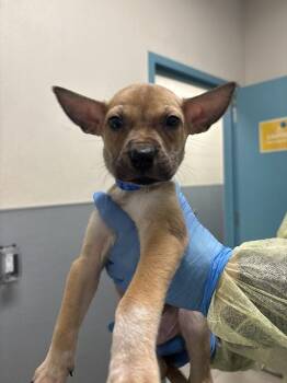 Pit Bull Terrier and Siberian Husky Dogs Available for Adoption - MOTOKI | PetCurious