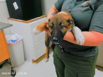 German Shepherd Dog and Mixed Breed Dogs Available for Adoption - BANDIT | PetCurious