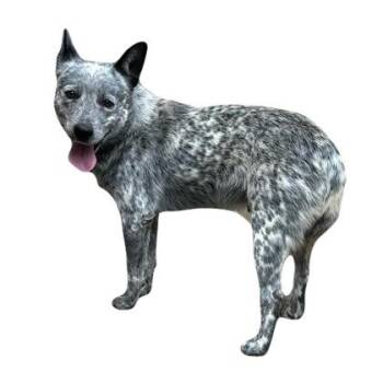 Spur -  Australian Cattle Dog Blue Heeler Dog for Adoption in Red Bluff, California - Spur | PetCurious