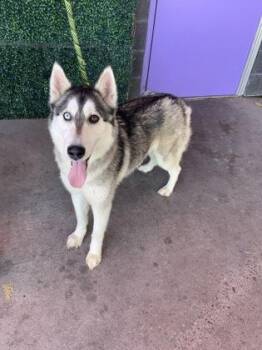 Husky and Mixed Breed Dogs Available for Adoption in El Paso, Texas - 60835762 | PetCurious