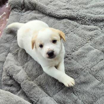 Myst (Spectral Litter) -  Husky and Labrador Retriever Dog for Adoption - Myst (Spectral Litter) | PetCurious