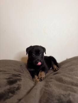 German Shepherd Dog Dogs Available for Adoption in Minneapolis, Minnesota - Bolt | PetCurious