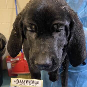 Old Yellow Bricks -  Mixed Breed Dog for Adoption in Charleston, West Virginia - Old Yellow Bricks | PetCurious
