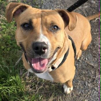 Terrier Dogs Available for Adoption in North Syracuse, New York - Anita | PetCurious