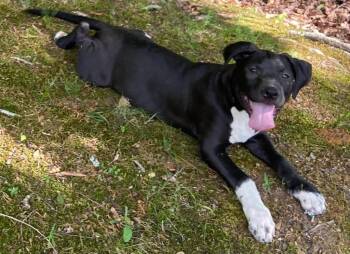 Ekko -  Mixed Breed Dog for Adoption in Taycheedah, Wisconsin - Ekko | PetCurious