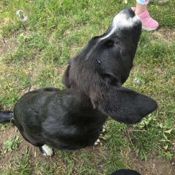 pluto -  Border Collie and Mixed Breed Dog for Adoption in Bismarck, North Dakota - Pluto | PetCurious