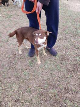 Rescue German Shepherd Dog Dogs for Adoption in Round Rock, Texas - Vanellope | PetCurious