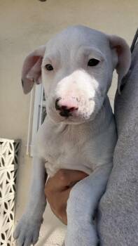 Pit Bull Terrier and Beagle Dogs Available for Adoption in Ontario, California - Brooklyn | PetCurious
