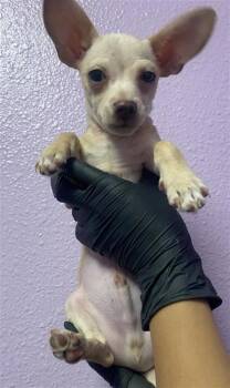 61104054 -  Chihuahua and Mixed Breed Dog Available for Adoption in El Paso, Texas - 61104054 | PetCurious