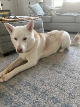 White German Shepherd Dogs Available for Adoption - Zoey | PetCurious