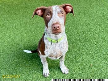 Mixed Breed Dogs Available for Adoption in West Palm Beach, Florida - BRANDON | PetCurious