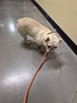 Ic 16 -  French Bulldog Dog for Adoption in Lawrenceville, Georgia - Ic 16 | PetCurious