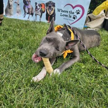 Ash -  Mixed Breed Dog for Adoption in Hamden, Connecticut - Ash | PetCurious