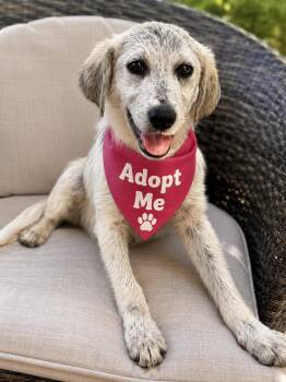 Hope Eloise, aka Elle -  Great Pyrenees Dog for Adoption in Yukon, Oklahoma - Hope Eloise, Aka Elle | PetCurious