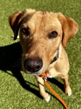 Mixed Breed Dogs Available for Adoption - Tony (FOSTER TO ADOPT) | PetCurious