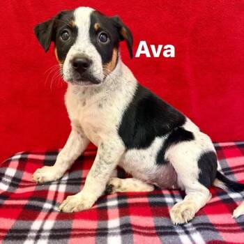 Mixed Breed Dogs Available for Adoption in Pekin, Illinois - Ava | PetCurious