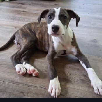 Star -  American Staffordshire Terrier and Hound Dog for Adoption in Colonial Heights, Virginia - Star | PetCurious