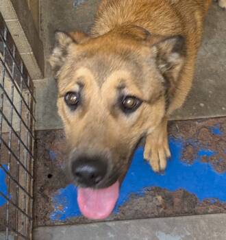 Rescue German Shepherd Dog and Mixed Breed Dogs for Adoption in Carthage, Missouri - Bear | PetCurious