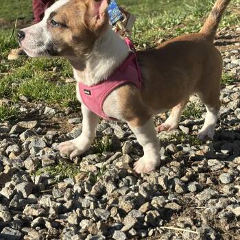 Libi -  Corgi and Jack Russell Terrier Dog for Adoption in Maiden, North Carolina - Libi | PetCurious