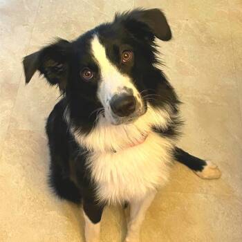 Border Collie and Mixed Breed Dogs Available for Adoption - Sakura | PetCurious