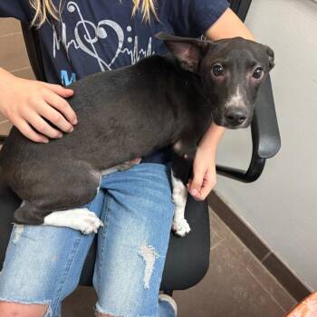 10/17/2026-Stray-MaconRoad -  Mixed Breed Dog for Adoption in Columbus, Georgia - 10/17/2026-Stray-MaconRoad | PetCurious