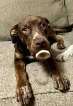 Della -  Australian Shepherd Dog for Adoption in South Kingstown, Rhode Island - Della | PetCurious