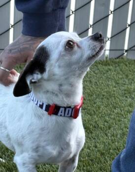 Clyde -  Chihuahua Dog for Adoption in Prineville, Oregon - Clyde | PetCurious