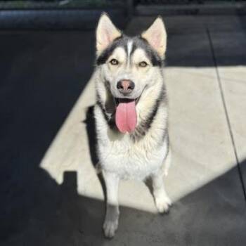 Husky Dogs Available for Adoption in Spokane, Washington - Link | PetCurious