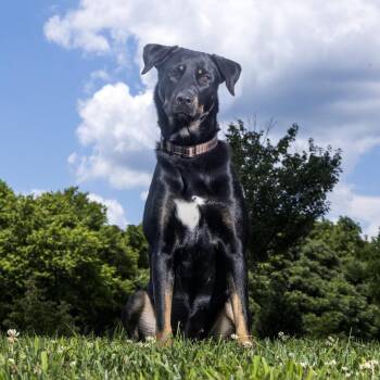 Celeste -  Mixed Breed Dog for Adoption in Franklin, Tennessee - Celeste | PetCurious