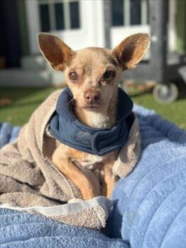 Chihuahua Dogs Available for Adoption - *OLIVER | PetCurious