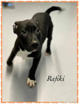 Rescue Boxer and Pit Bull Terrier Dogs for Adoption in Princeton, Massachusetts - Rafiki Hernando - LOCAL | PetCurious