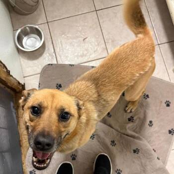 Boogie FKA Quesadilla -  Carolina Dog and Mixed Breed Dog for Adoption in North Myrtle Beach, South Carolina - Boogie FKA Quesadilla | PetCurious