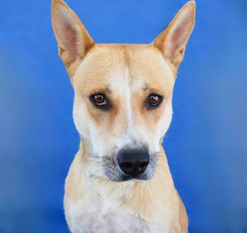 GINGER -  Carolina Dog Dog for Adoption in Pasadena, California - GINGER | PetCurious