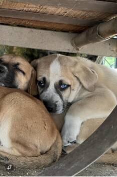 Catahoula Leopard Dog Dogs Available for Adoption - Crystal | PetCurious