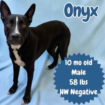 Onyx -  Shepherd Dog for Adoption in Sorrento, Louisiana - Onyx | PetCurious