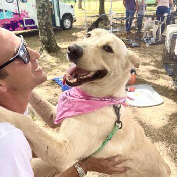 Sunshine -  Labrador Retriever and Yellow Labrador Retriever Dog for Adoption in Pilot Point, Texas - Sunshine | PetCurious