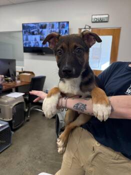 Mixed Breed Dogs Available for Adoption - Freddy | PetCurious