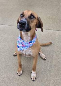 Bailey -  Labrador Retriever Dog for Adoption in Bucyrus, Ohio - Bailey | PetCurious
