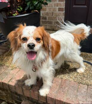 Jitter -  Cavalier King Charles Spaniel Dog for Adoption in Yorktown, Virginia - Jitter | PetCurious